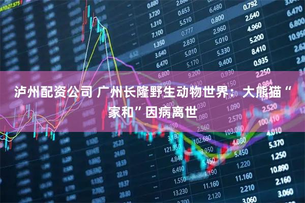 泸州配资公司 广州长隆野生动物世界：大熊猫“家和”因病离世